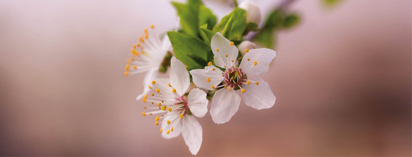 Spring - Plants for the Garden STEP INTO SPRING